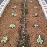 A row of champion radishes planted recently.