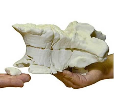 Copy of Plateosaurus vertebrae produced by 3D printing.  Image courtesy of Museum für Naturkunde, Berlin.