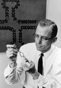 Dr. Robert W. Holley with transfer RNA pictured in background. Courtesy of United States Department of Agriculture.